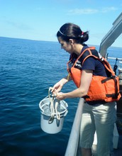 Researcher Kristen Hunter-Cevera uses low-tech bucket-sampling to collect seawater for analysis.